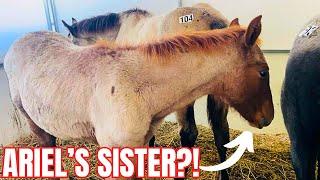 NO WAY! HORSE AUCTION SURPRISE- LOOK AT THIS RED ROAN FILLY