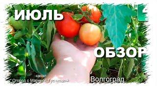 ОБЗОР ОГОРОДА  8 июля  - Волгоград  с Мариной Гусаковой