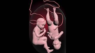 Amazing twins moments inside womb. #education