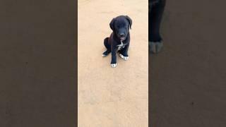 Cute Barking Puppy | Baby Dog Sound | Puppy Voice #shorts #youtubeshorts #dog #pets #dogvideos