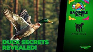 5 Quacky Duck Facts You Didn’t Know! 