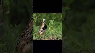 sound of hunter quail  | شکاری بٹیر کی اواز | voice of hunter quail