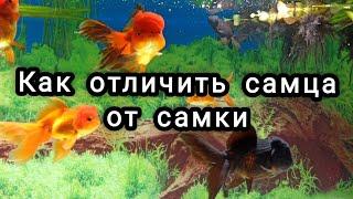 Как отличить самца от самки у золотых рыбок