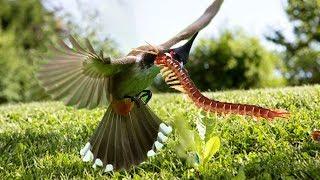 Centipede vs Bulbul Bird _ Who win be the winner?