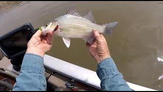 FISH4FUN:  TAIL- RACE FISHING FOR WHITE BASS AT TRUMAN LAKE