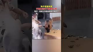 狗子很愛拆家，於是女生買了快遞給它拆，狗子：變成工作後總覺得不快樂了