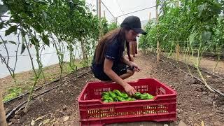 JÓVENES BENEFICIADOS CON PROYECTO CENTA - OEA