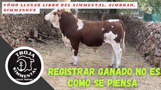 SIMMENTAL, SIMBRAH, SIMMANGUS HERD BOOK, MEXICO.  #simmental #zacatecas #field #livestock
