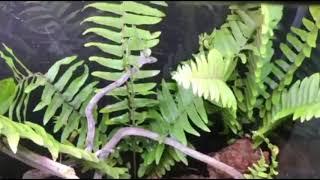 Amazing Building Mini Swimming Pool For Golden Dumbo Betta Fish