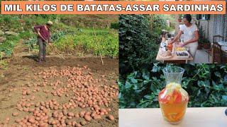 SARDINHAS ASSADAS-SANGRIA-LIMPEZA DAS ÁRVORES-VIDA RURAL#vidanocampo#simpleliving