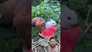 Dog and Rebait eating watermelon #rabbite #cute #shortvideo #shorts