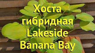 Хоста гибридная Лейксайд Банана Бей. Краткий обзор, описание hosta hybrida Lakeside Banana Bay