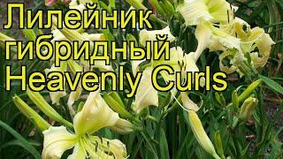 Лилейник гибридный Небесные Кудри. Краткий обзор, описание hemerocallis hybrida Heavenly Curls