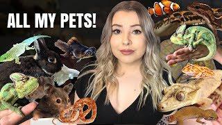 MEET MY PETS! (My 35+ Pets In One Video!) | UPDATED IN DESCRIPTION!!