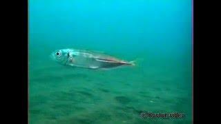 © Ставрида черноморская. Trachurus mediterraneus ponticus// Black Sea horse mackerel