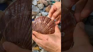 The Golden Pearl of the Arctic Sea Scallop