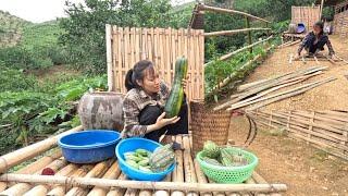 Harvesting giant pumpkins at the farm to sell. Natural life. Ly Vy Ca