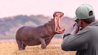 Decisive confrontations, hunter VS (buffalo, hippo, lion, coyote, crocodile)