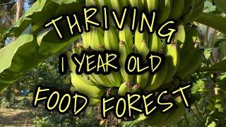 Florida Tropical Fruit Farm! Improved Varieties & Edible Perennials for your Florida Food Forest