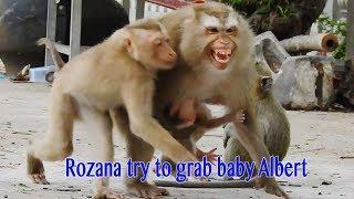 God Help Mama Ally ! Rozana Try To Grab Baby Albert From Ally But Amira So Clever Cry Calling Amara