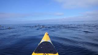 Short-beaked common dolphins in Cornwall!