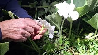 Hand-Pollinating the Gourds