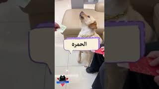 الكلب والورقة الحمراء - كلاب مضحكة - فيديوهات مضحكة - مواقف مضحكة - مقاطع مضحكة - دموع الكوميديا