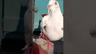 Asif Ali vlogs#amazing #movie #amazing #vlogs