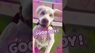Good boy Krypto! Here’s a treat 