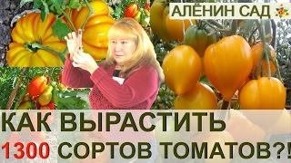 ВСЕ СЕКРЕТЫ КОЛЛЕКЦИОНЕРА 1300 СОРТОВ ТОМАТОВ ЛЮДМИЛЫ КОДЗАСОВОЙ. КЛУБ "TOMATS", РИГА, ЛАТВИЯ