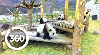 Panda Playtime (360 Video)