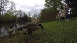 Canada Goose at Kew Gardens