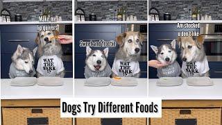 Dogs Try Different Foods