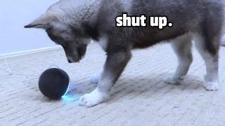 Husky Puppy REACTS to ALEXA! (She Beats Her Up!)