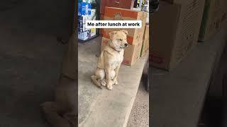 funny dog#levra#german sephard #comedy #funny #viralvideo #trending