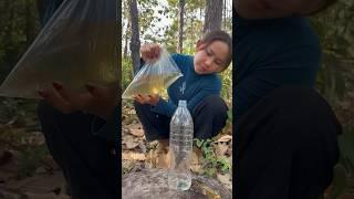 Survival Skills- easy methood saving water transfer to bottle  #camping #bushcraft#water #smart