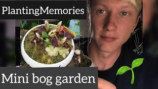 Miniature Bog Garden | Carnivorous!