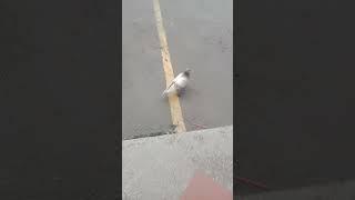 i play bird