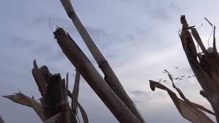 LATE SEASON PA GOOSE HUNT