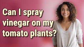 Can I spray vinegar on my tomato plants?