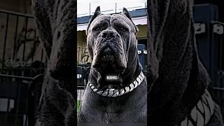 If you have this DOG, never fear for your safety  ️ #canecorso