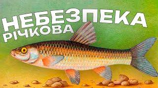 Найнебезпечніша риба прісних річок, продовжує захоплювати всі водойми!