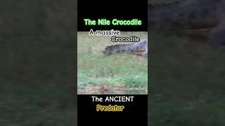 The NILE CROCODILE. This gargantuan reptile ruled ancient riverbanks with fierce dominance.