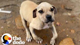 Malnourished Puppy Had A Wobbly Walk | The Dodo