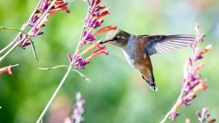 12Minute.RELAXING.music  nature sound birds-meditationcalm.peace audio.Beautiful instrumental calmTV