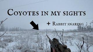 HUNTING COYOTES THAT STOLE MY RABBITS ! COYOTE HUNTING & RABBIT SNARING , NEWFOUNDLAND