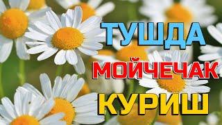 Туш табири - Тушда Мойчечак куриш