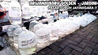 ARWANA BABY GOLDEN - JARDINI‼️PASAR SUBUH PASAR IKAN JATINEGARA‼️