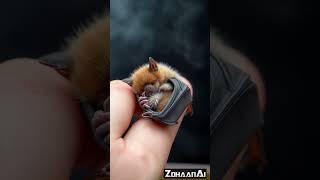  The Cutest Tiny Bat Ever? Meet the Fluffiest Bat in the World! 