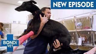 Greyhound Breaks Leg Running Up To 72km/h  Season 10 Episode 4 | Bondi Vet